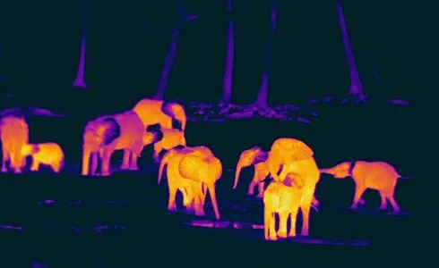 Elephant Detection YOLOv11
